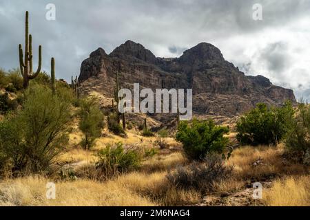 Ein Blick auf Tonto National Forest, Arizona Stockfoto