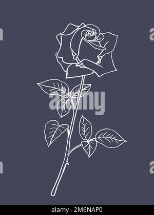 Schwarz-weiße Rosenblüte mit Blättern und Stiel. Realistische Vektordarstellung offener Rosenknospen. Handgezeichnete Skizze. Dekorelement für Tätowierung, gr Stock Vektor