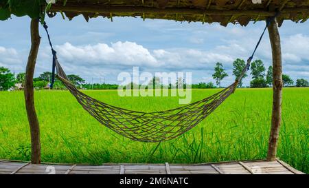 Hängematte auf einer Öko-Farm mit einem Reisfeld im Zentrum Thailands, Reisfeld Stockfoto