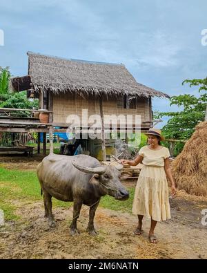 Asiatische Frauen auf einer Öko-Farm mit einem Büffel auf einem Reisfeld in Zentral-Thailand Stockfoto