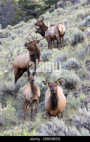 Eine Familie von Elchen oder Wapiti, Cervus canadensis, die durch Buschland in Yellowstone wandern Stockfoto