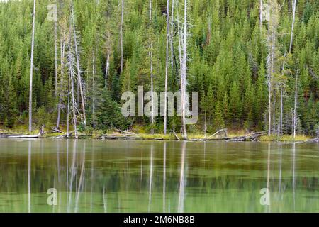 Reflexionen einiger toter Bäume in einem Yellowstone Lake Stockfoto