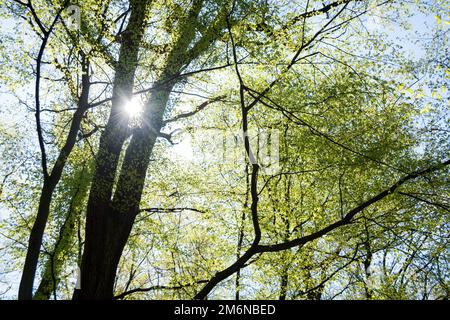 Die Sonne scheint durch eine majestätische grüne Eiche auf einer Wiese, mit klaren blauen Himmel im Hintergrund, Panoramaformat Stockfoto