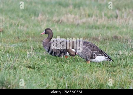 Weißstirngänse (Anser albifrons) im Farlington Marshes Nature Reserve in Hampshire, England, Großbritannien Stockfoto