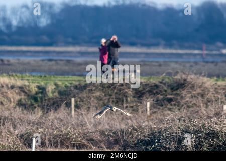 Vogelbeobachter beobachten im Winter eine kurzohrige Eule (ASIO flammeus) bei der Flugjagd im Farlington Marshes Nature Reserve, Hampshire, England, Großbritannien Stockfoto