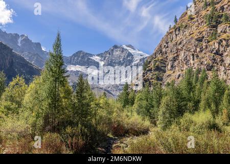 Immergrüner Kiefernwald im Gran Paradiso Nationalpark, umgeben von alpinen Granitfelsen und Gipfeln, die noch immer mit Gletschern im Hintergrund bedeckt sind Stockfoto