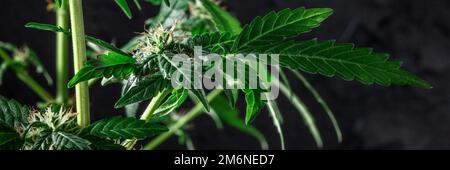 Blühende Cannabispflanzen Panorama mit grünen Blättern und weißen und gelben Blumen Stockfoto