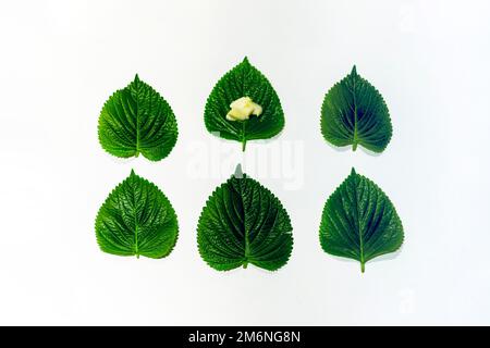 Knoblauch auf frischen Sesamblättern geschnitten, Perillablätter gemixt Stockfoto
