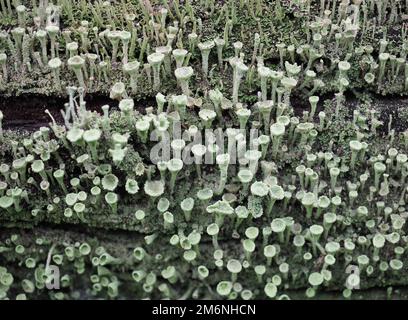 kobold-Flechten, wissenschaftlicher Name Cladonia asahinae Stockfoto