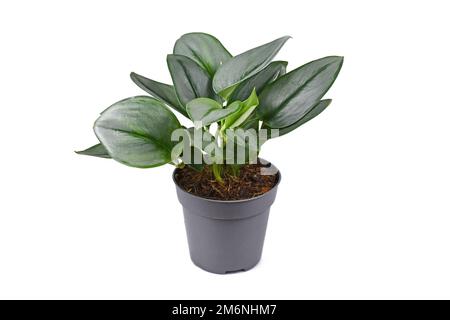 Tropische Zimmerpflanze „Scindapsus Treubii Moonlight“ in Topf auf weißem Hintergrund Stockfoto