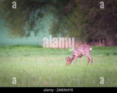 Rotwild, Capreolus capreolus, grasen im Sommer auf der Wiese mit Kopierraum. Roebuck füttert Grünland mit Platz für Text. Br Stockfoto