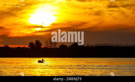 Sonnenaufgang mit Pelikan im Donaudelta in rumänien Stockfoto