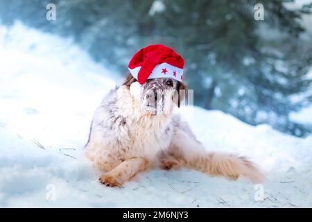 Großer Hund mit weihnachtsmann-Hut, der im Schnee liegt Stockfoto