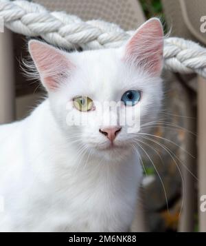 Reine weiße Katze mit grünen und blauen Augen. Augen mit zwei verschiedenen Farben. Heterochromie. Stockfoto