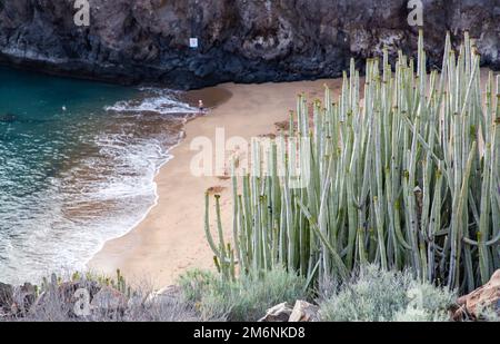 Grüne Kakteen und Strand im Hintergrund Stockfoto