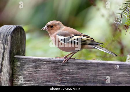 Gewöhnlicher Chaffinch thronte auf einer Holzbank Stockfoto