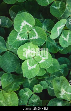 Wachsender Kleeblatt für Futter, Weißfutter-Kleeblatt Trifolium repens, die auf dem Feld aus Closeup gezüchtet werden Stockfoto