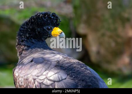 Porträt des schwarzen Curassow (Crax Alector) Stockfoto