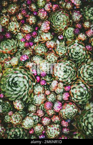 Sempervivum Rosetten, Houseleek grün und rot saftige Bodendeckenpflanzen Textur Draufsicht Stockfoto