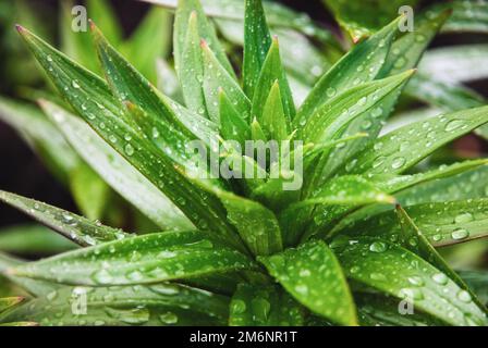 Lilienpflanzen im Garten nass nach Regen, grüne Blätter in Wassertropfen Stockfoto