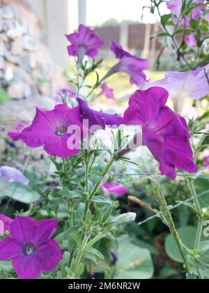Farbenfrohe Petunienblumen aus der Nähe. Petunia-Pflanze mit roten Blüten. Petunia-Blumen. Rote Petunienblumen im Garten. Hochwertiges Foto Stockfoto