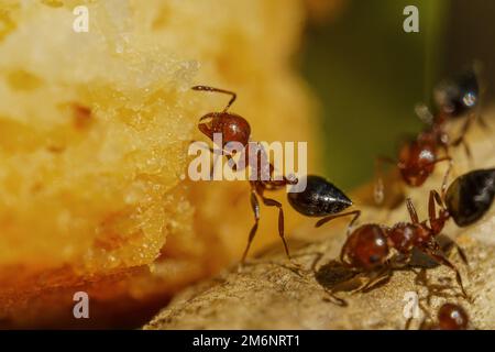 Makroaufnahme von Ameisen im Wald. Selektiver Bildfokus. Nahaufnahme. Stockfoto