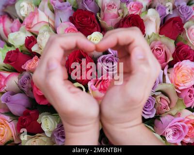 Eine Frau, die ein Herz mit ihren Händen über einem Strauß farbenfroher Rosen Formen lässt. Konzentrieren Sie sich auf Blumen Stockfoto