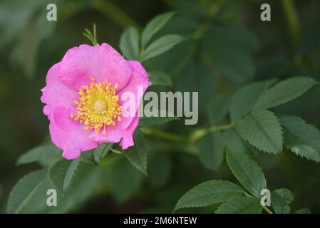 Heckenrose „Pink spec.“ Stockfoto