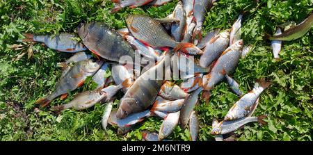 Fischfang. Barsch und Kakerlake. Hochwertiges Foto Stockfoto