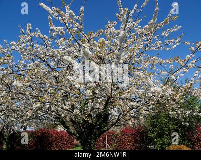 Kirschbaum bedeckt mit weißen Blumen im Frühling in einem französischen Garten Stockfoto
