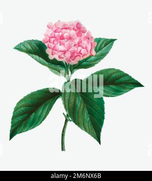 Vintage French Hortensia Vektor Stock Vektor