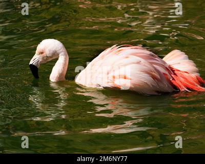 Flamingo (Phoenicopterus ruber) badet im Wasser und kann vom Profil aus gesehen werden Stockfoto