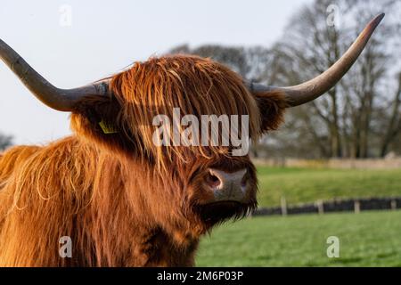 Highland Cow-Kopfschuss auf Feldern in Yorkshire Dales. Nahaufnahme mit großen Hörnern und Haaren über den Augen, die vor blauem Himmel und Bäumen stehen. Stockfoto