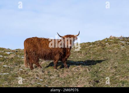 Highland Cow auf einem Hügel mit blauem Himmel und Schnee in den Yorkshire Dales. Stockfoto