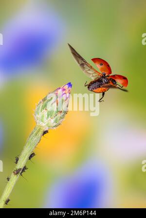 Fliegender Marienkäfer, Coccinella septempunctata im Flug, Coccinella septempunctata im Flug fliegender Marienkäfer Stockfoto
