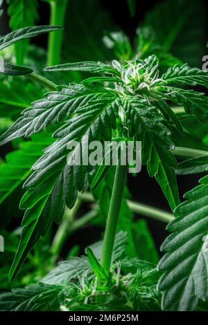 Blühende Cannabispflanze mit leuchtend grünen Blättern und weißen Blumen Stockfoto