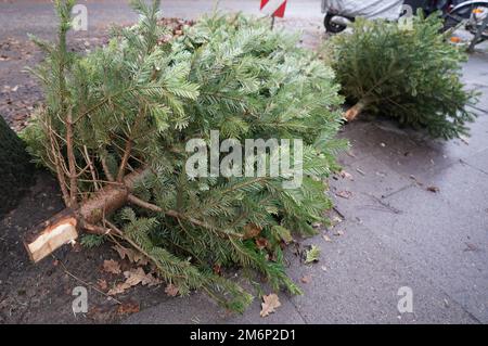 Hamburg, Deutschland. 05. Januar 2023. An einer Straßenecke im Eimsbüttel-Viertel liegen Weihnachtsbäume zur Sammlung bereit. Der kommunale Reinigungsdienst sammelt vom 9. Bis 20. Januar entsorgte Weihnachtsbäume und erwartet nach eigenen Angaben etwa 200.000 Weihnachtsbäume in der Hansestadt. (An dpa „Hamburg City Sanitation Collections discarded Christmas Trees“) Kredit: Marcus Brandt/dpa/Alamy Live News Stockfoto