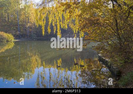 Bäume mit leuchtend gelben Blättern hängen über dem Teich. Stockfoto