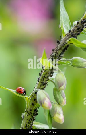 Marienkäfer Essen gegen Blattläuse Stockfoto