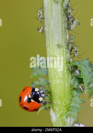 Marienkäfer Essen gegen Blattläuse Stockfoto