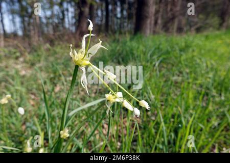 Seltsamer Lauch - Allium paradoxum, blühende Pflanze Stockfoto