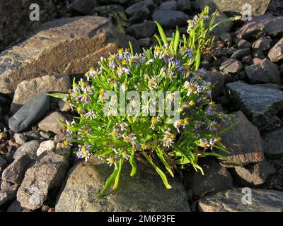 Ein Seeaster in der Küstenzone. Stockfoto