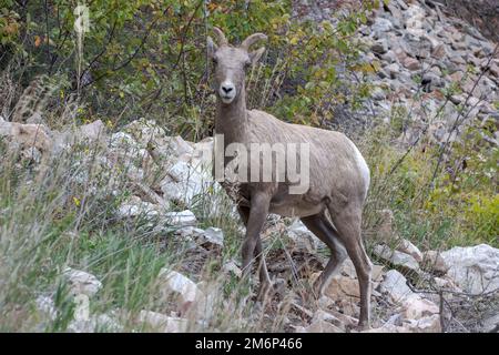 Bighorn Schafe, Ovis canadensis, auf einem Hügel in Wyoming Stockfoto
