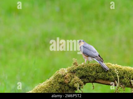 Sparrowhawk, Accipiter Nisus, auf einem mit Flechten und Moos bedeckten Baumstamm, in einem Waldgebiet Stockfoto