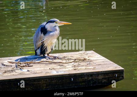 Ausgewachsener grauer Reiher mit eingezogenem Hals und langem, spitzem Schnabel sitzt auf einem Floß in der Mitte des Sees und sucht nach Beute. Stockfoto