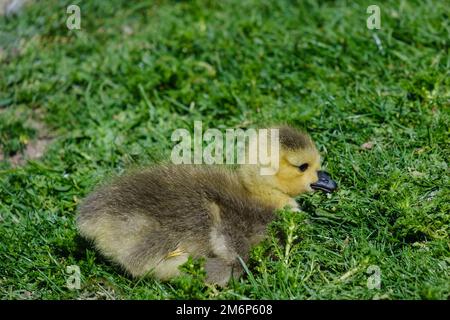 Gosling mit weichen, flauschigen gelben und schwarzen Daunenfedern sitzt im Gras und zeigt nach rechts. Stockfoto