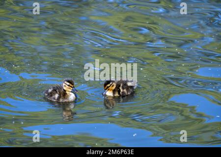 Nahaufnahme von zwei Entenküken, die an einem Frühlingstag im Teich schwimmen. Stockfoto