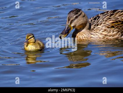 Nahaufnahme von Mutter Ente, die an einem Frühlingstag das Entlein im Wasser beobachtet. Stockfoto