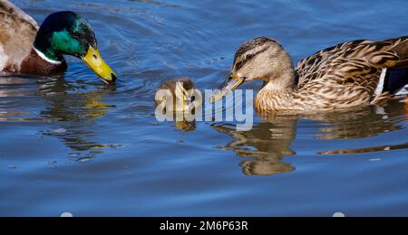 Mutter und Vater Stockenten beobachten an einem Frühlingstag das Entlein im Wasser. Stockfoto