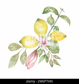 Zitronenzweig mit Zitrusfrüchten, Blumen und Blättern. Handgezeichnete Aquarell-Illustration Stockfoto